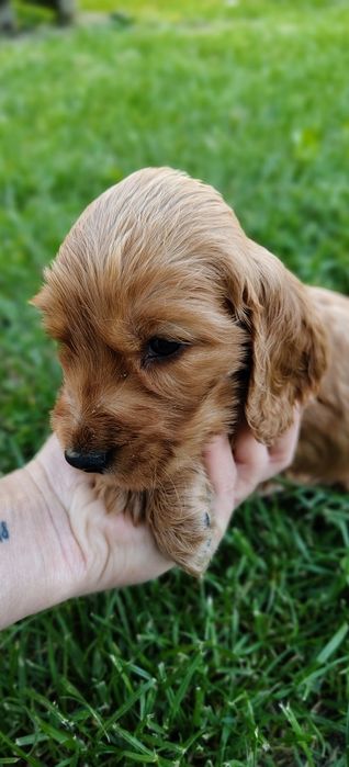 Cocker spaniel angielski