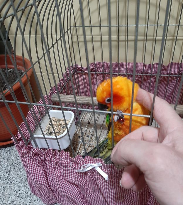 Aratinga macho 2024 domésticado  muito mansinho