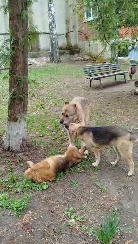 щенки девочки ищут дом