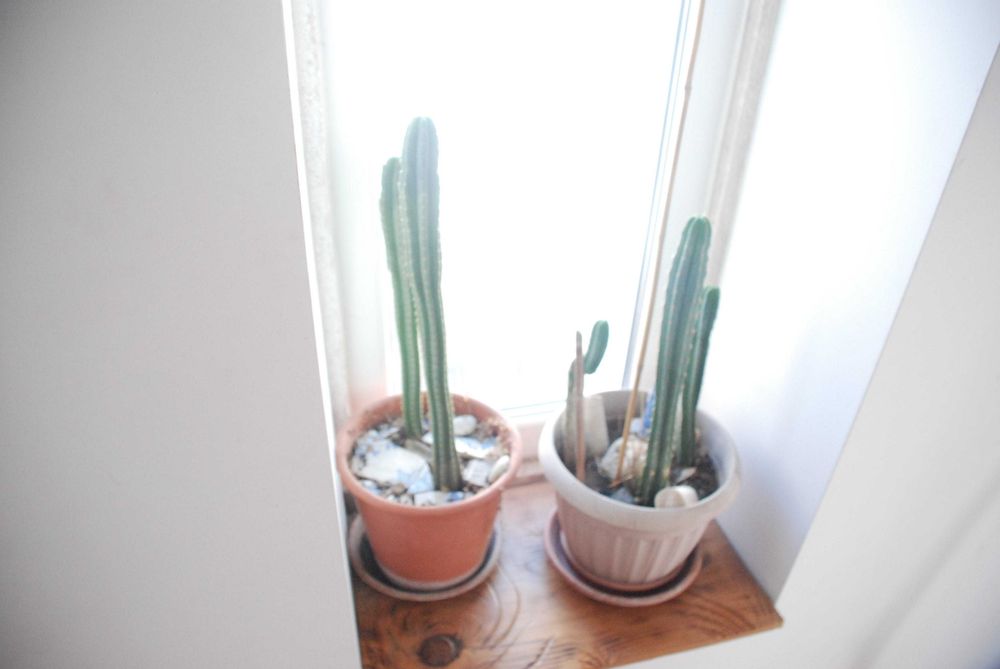 Plantas de apartamento, mosteira, espada de São George, são pedro etc.