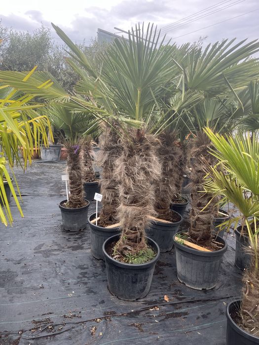 Trachycarpus Wagnarianus trzy rozmiary