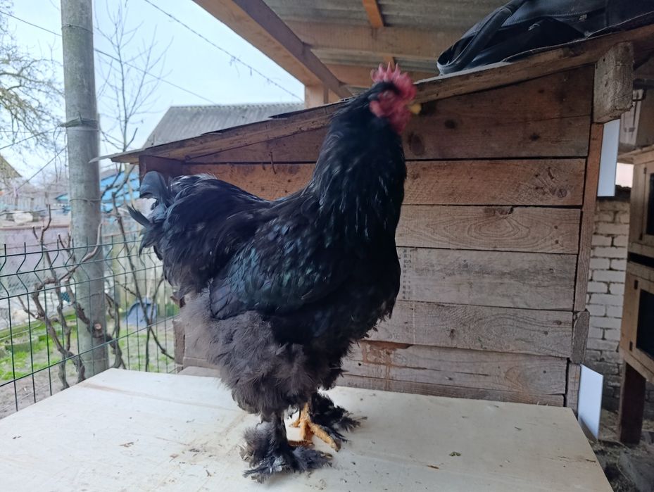 Півники чорного кохінхіна