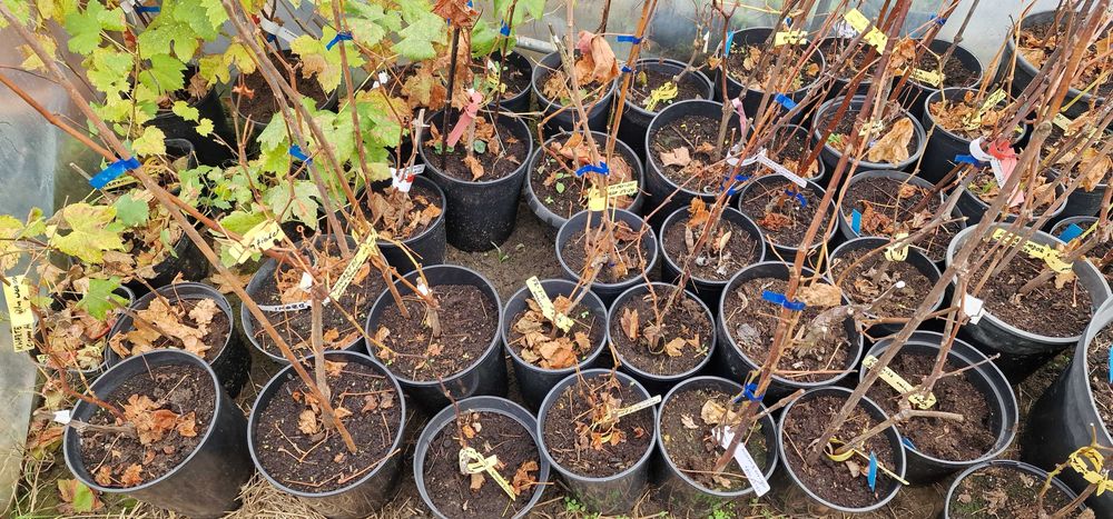 Winorośl deserowa wielkoowocowa