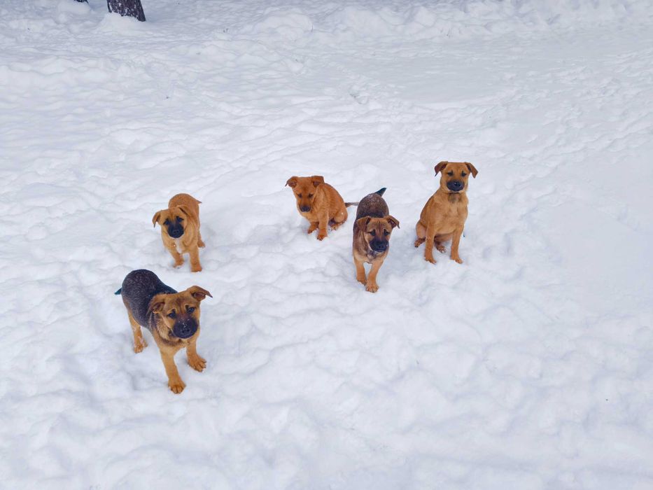 Pieski szukają domu