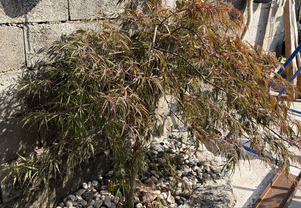Acer Arvore (Bordo Japones)