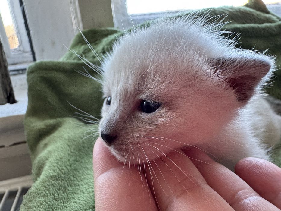 Kocurek balijski do felinoterapii z Hodowli Jagodowa Miłość