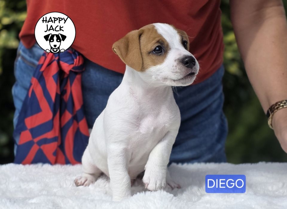 Jack Russell Terrier / piesek / gotowy do odbioru