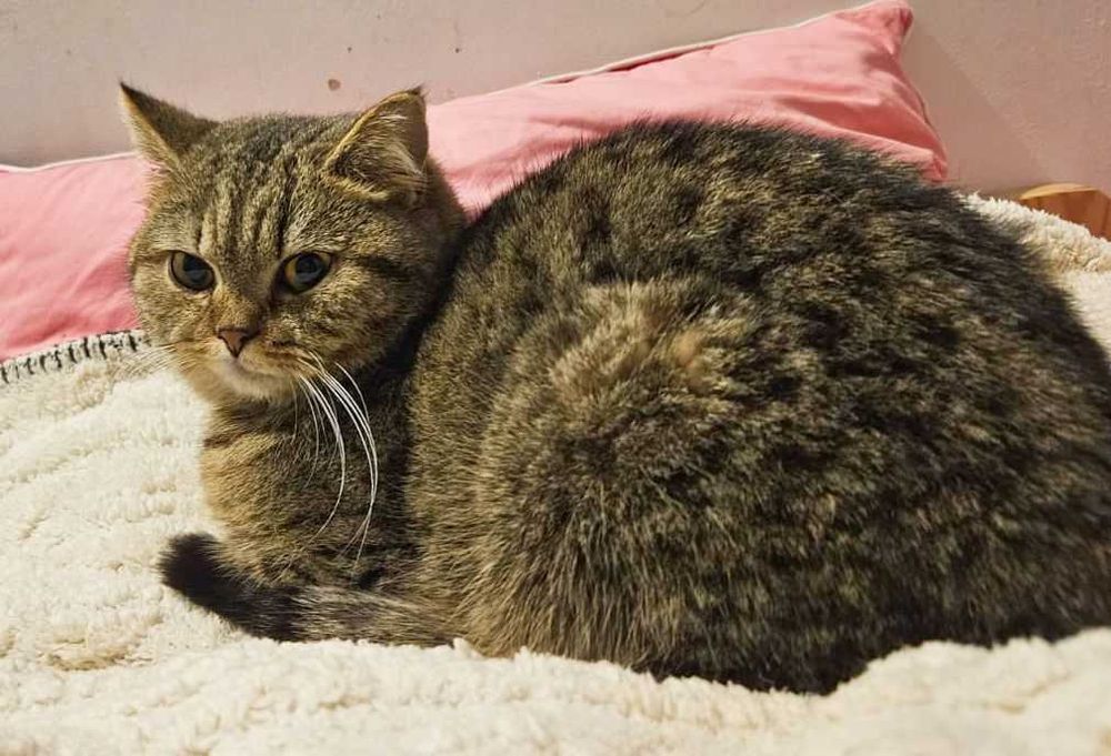 Kotka brytyjska srebrzysta cieniowana