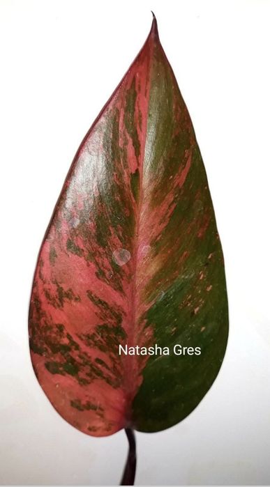 Rar!  Philodendron Fire Princess ( Tricolour) Філодендрон