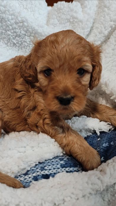 Cockapoo Suczka GAJA