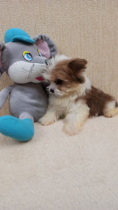 Хлопчик бивер йорк. вік 2 місяців .Вакцинація за віком. Супер хлопчик