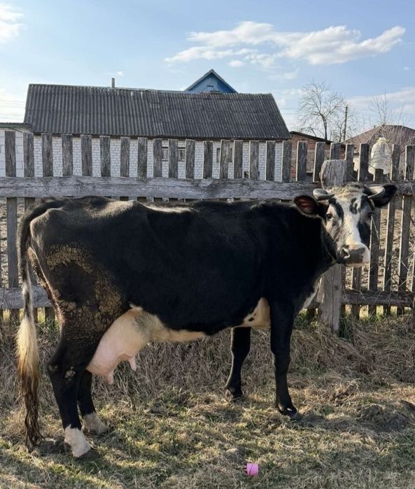 Продам корів з доставкою