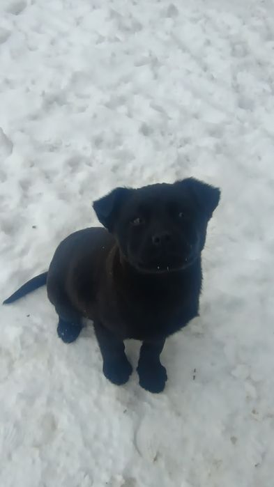 Szczeniaki,matka labrador z papierami.