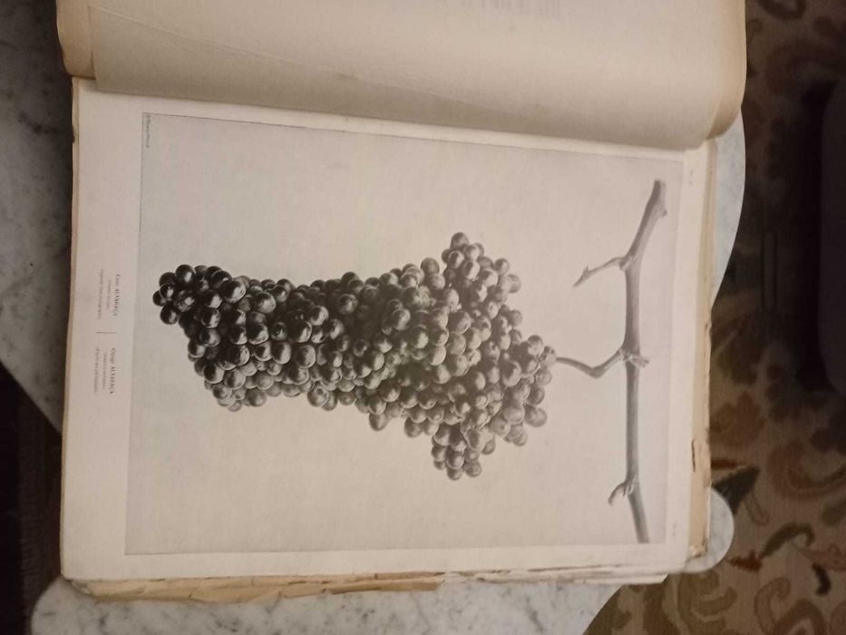 Portugal Vinicole 1900, Cincinatto Da Costa, Exemplar numerado