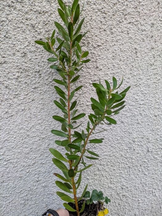 leucadendron verde - protea