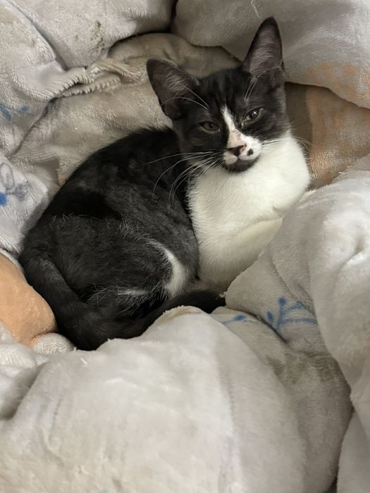 Віддам в добрі руки