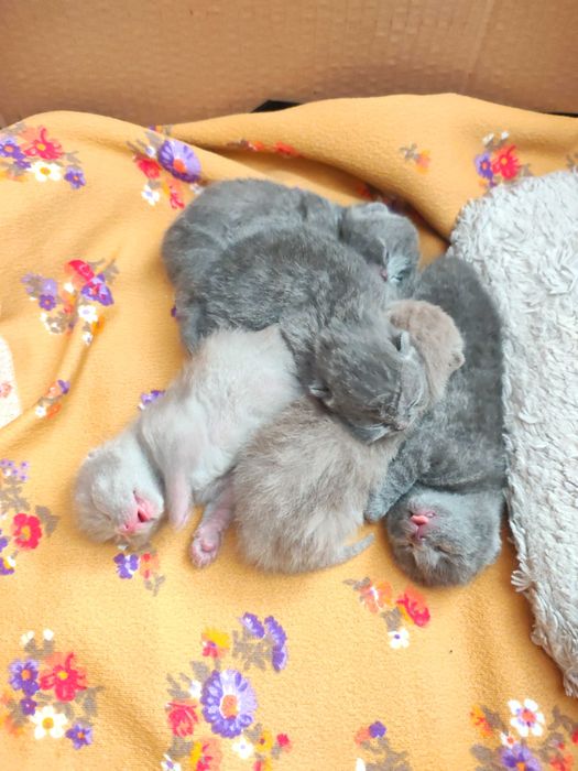 Шотландські кошенята