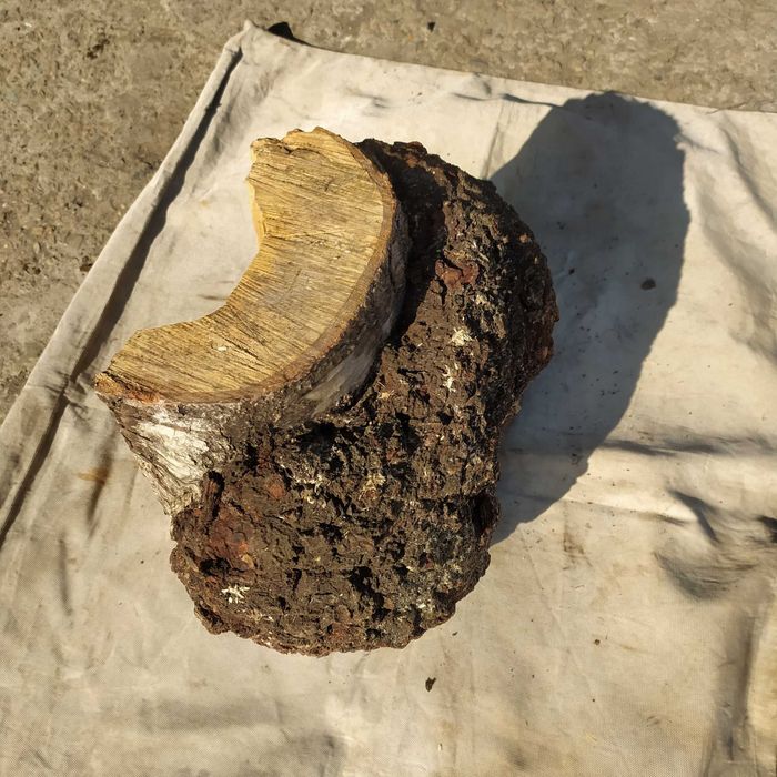 Кап , сувель вільхи та липи