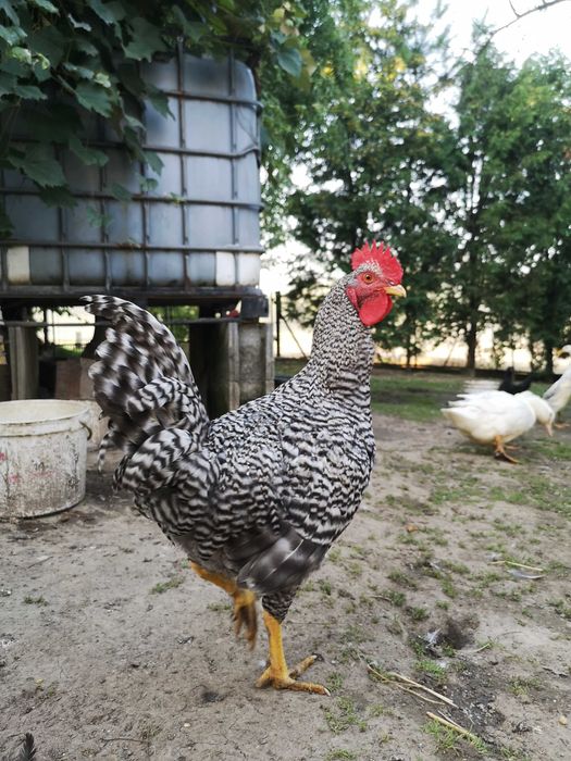 Młody Kogut jarzębiaty