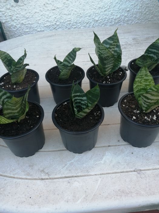 Sanseverias anãs.