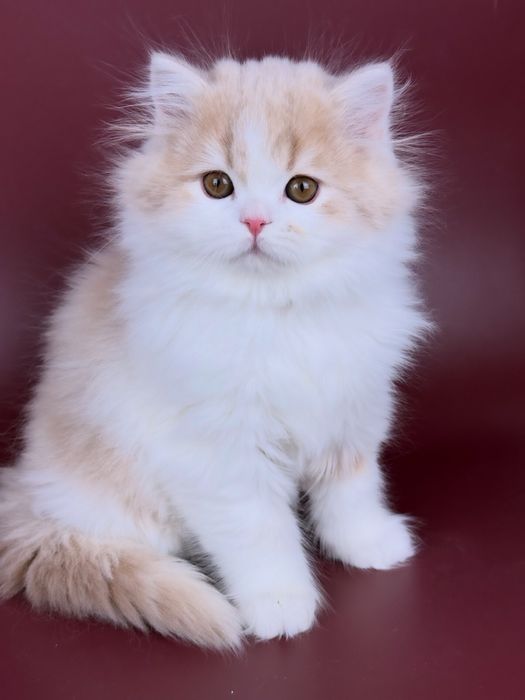 Шотландське кошеня, хлопчик.