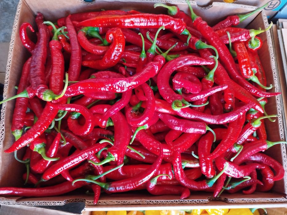 Malagueta Cayenne