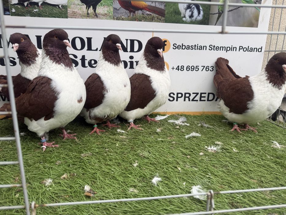 Gołębie. Straser. Strasery 1. Możliwy transport