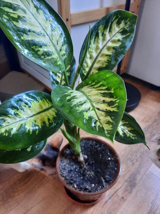 Замиакулькас, каланхое, алое, пальма монстера, диффи, орхидея