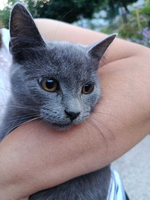 Віддам кошенят в добрі руки