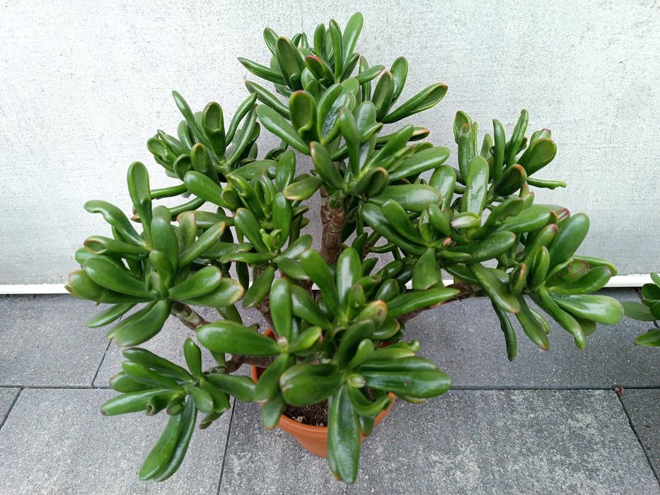 Wieloletnie Drzewko szczęścia grubosz crassula