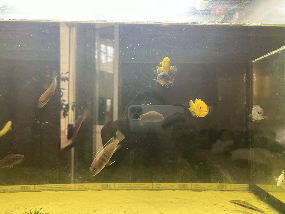 Срочно продам цихлид малави