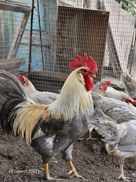 Курчата. Легорн Изабелла 3 мес.