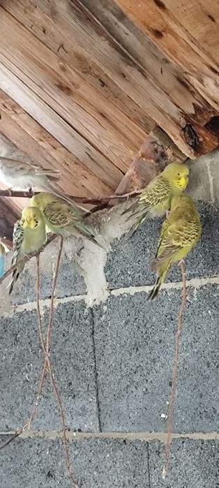 Papugi faliste papuga