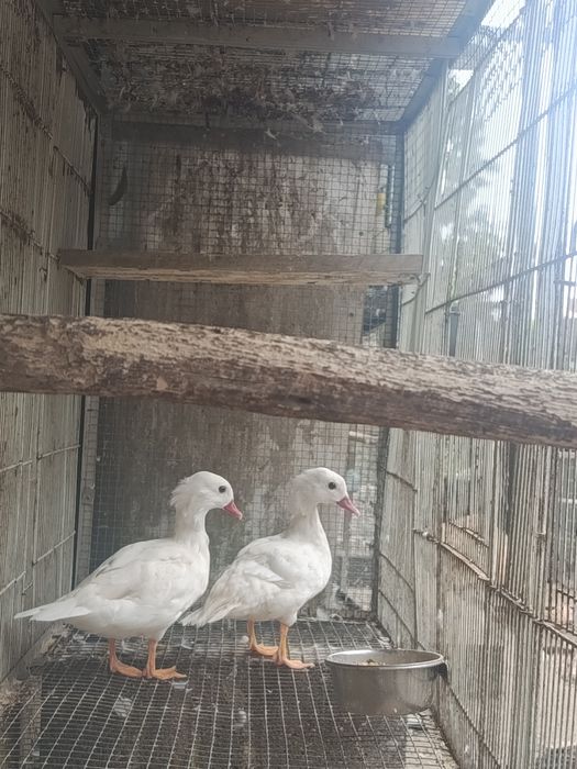 Casal de Patos Mandarim adultos brancos