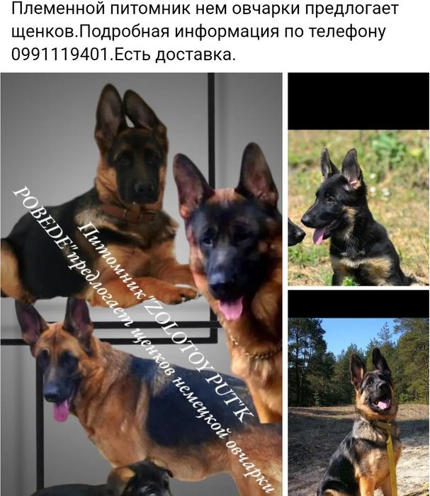 Щенки нем овчарки из питомника