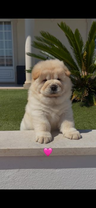 Chow chow fêmea..