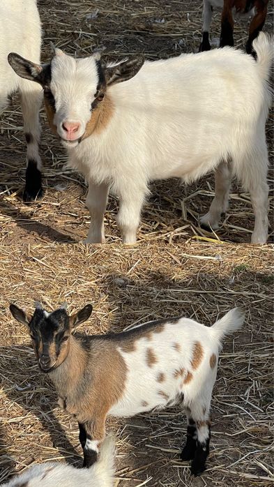 Cabras anas (macho)