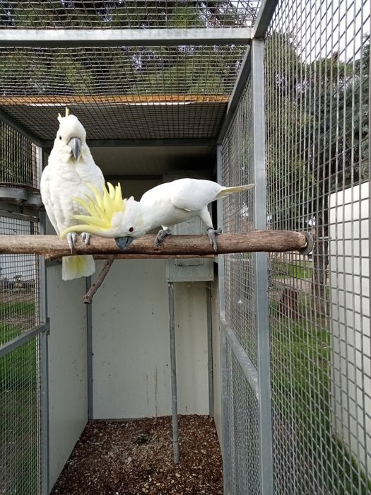 Casal de Cacatuas Sulphureas