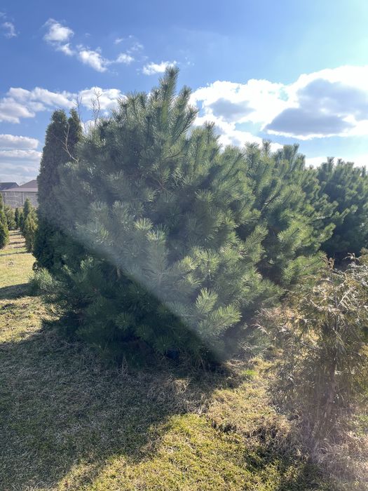 Sosna czarna, katalpa, platan