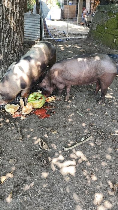 Casal de porcos adultos