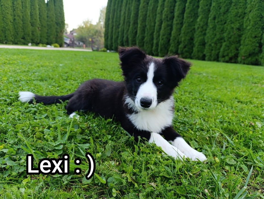 Sunia border collie ZKwP szczenię po Championie