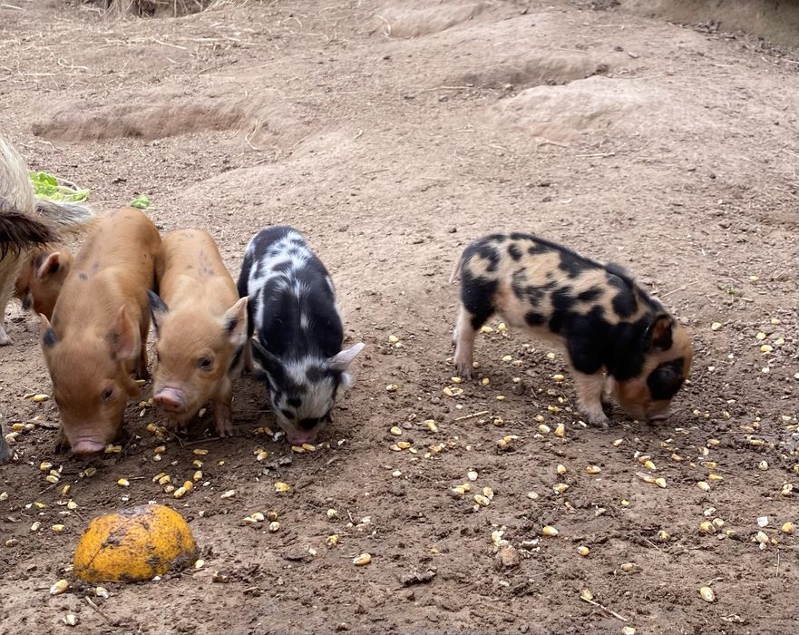 Kune Kune -leitoes