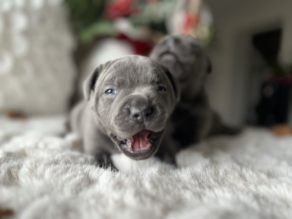 Staffordshire Bull Terrier Staffik