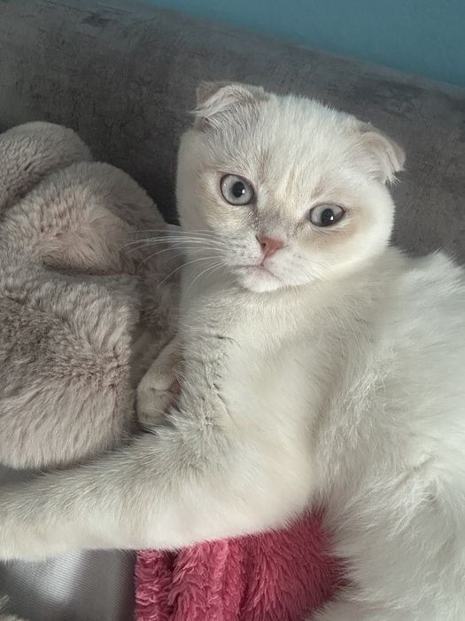 Вишуканий кавалер шукає дівчинку для вязки