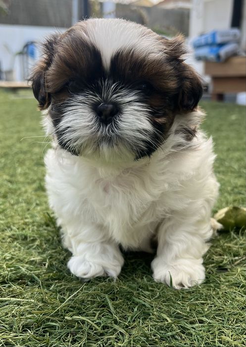 Menino Shih Tzu /shitzu