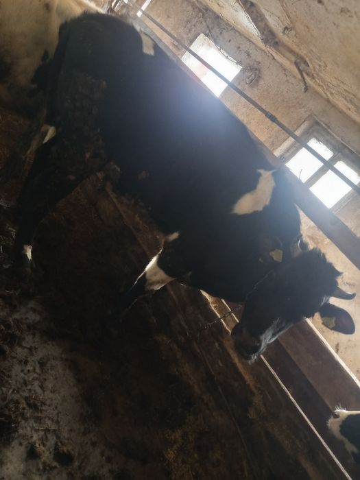 Jałówka półtora roku