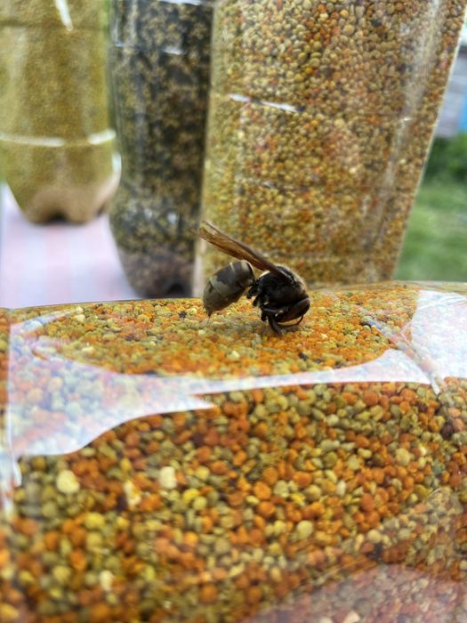 Якісний світлий бджолиний пилок 2025 року з власної пасіки, пыльца