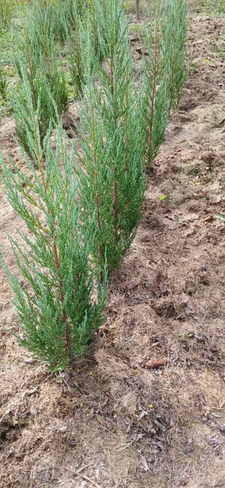 Ялівець (блю ероу) Blue Arrow