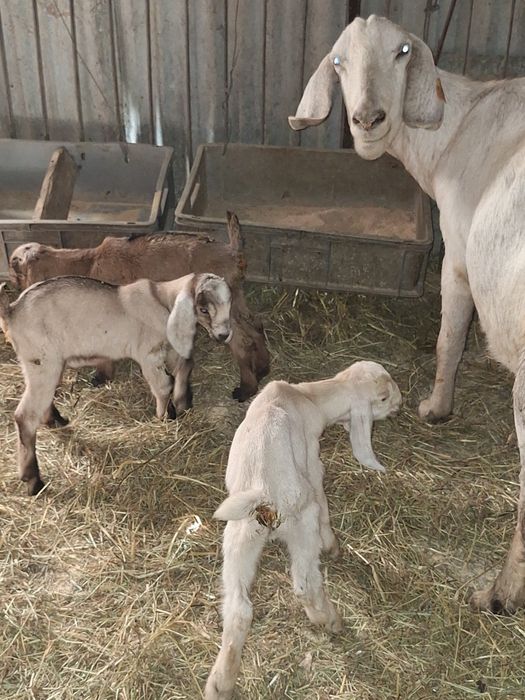 Cabras anglonubianas