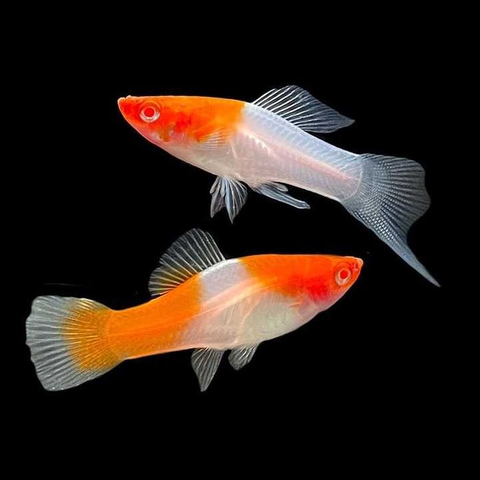 MISIEKZOO Żyworódki - Mieczyki Koi / Mieczyki Tricolor